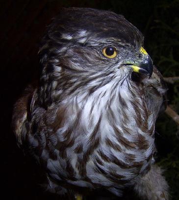 Photo of Accipiter cooperii by <a href="http://www.flickr.com/photos/dianesdigitals/">Diane Williamson</a>
